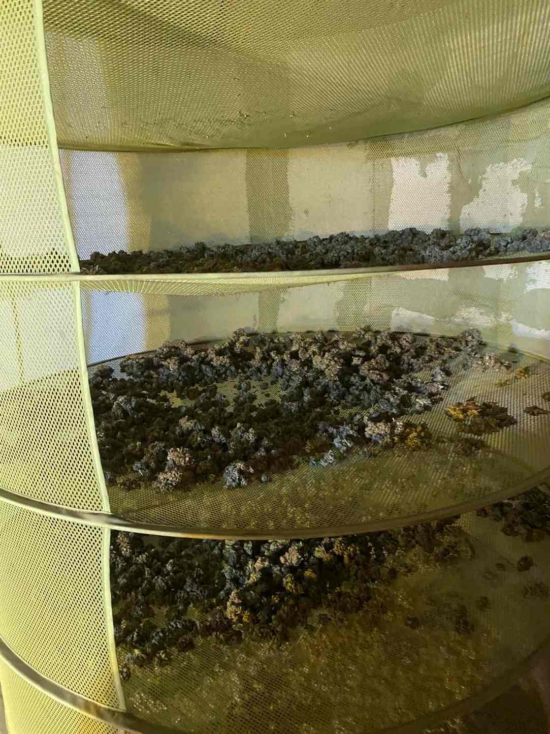 РП-Плевен разследва отглеждане на растения от рода на конопа 